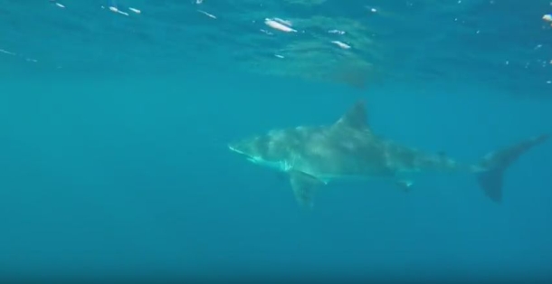Great white shark spotted off Sydney’s Long Reef